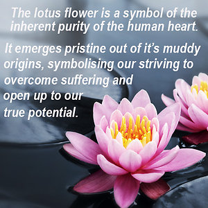Lotus quote